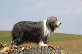 BEARDED COLLIE 268
